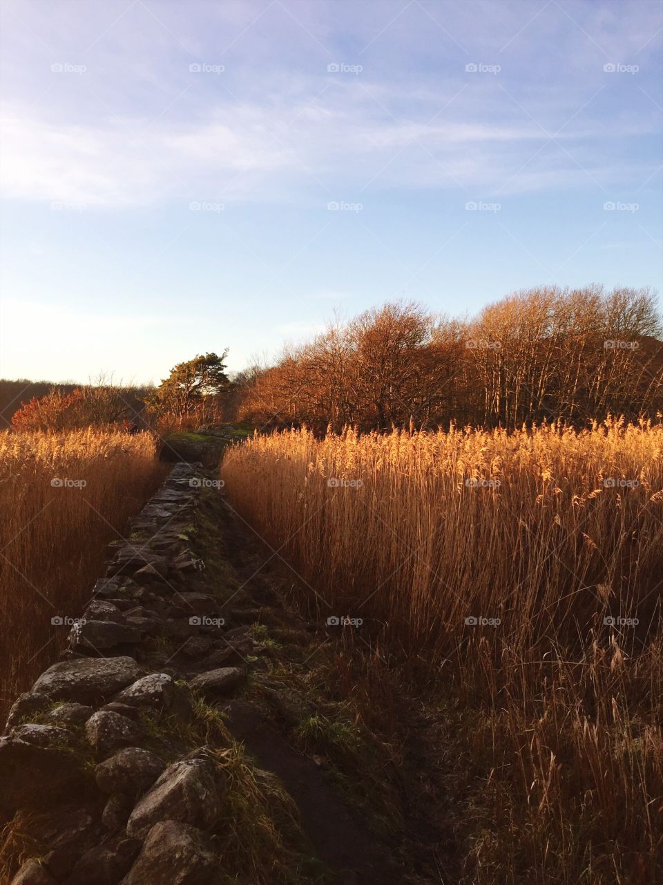 Golden field and stony path