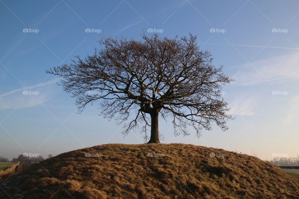 Lonely Tree