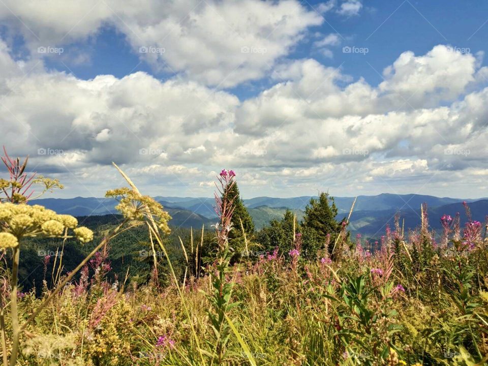 Природа небогоры растения