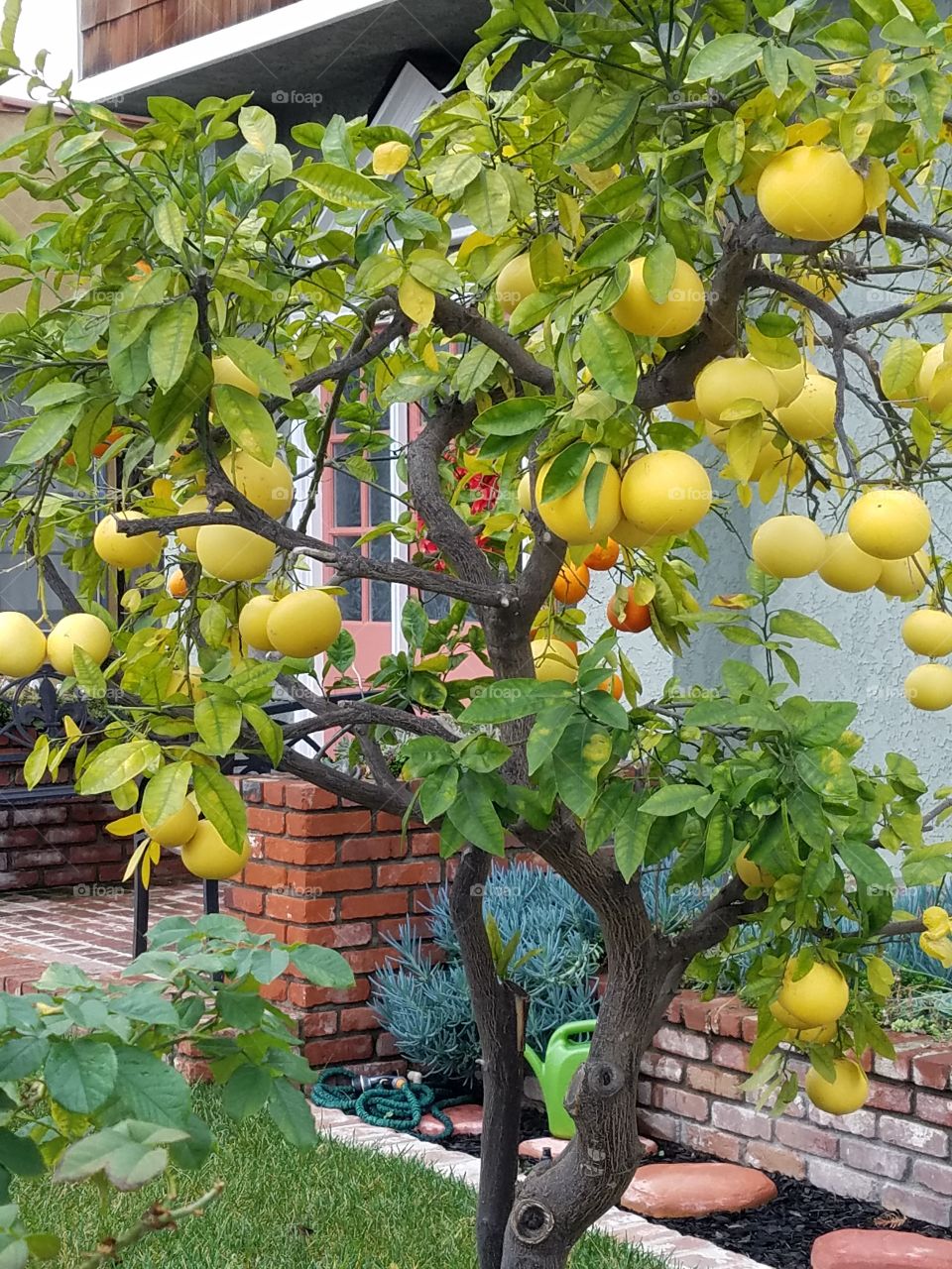 Lemon tree