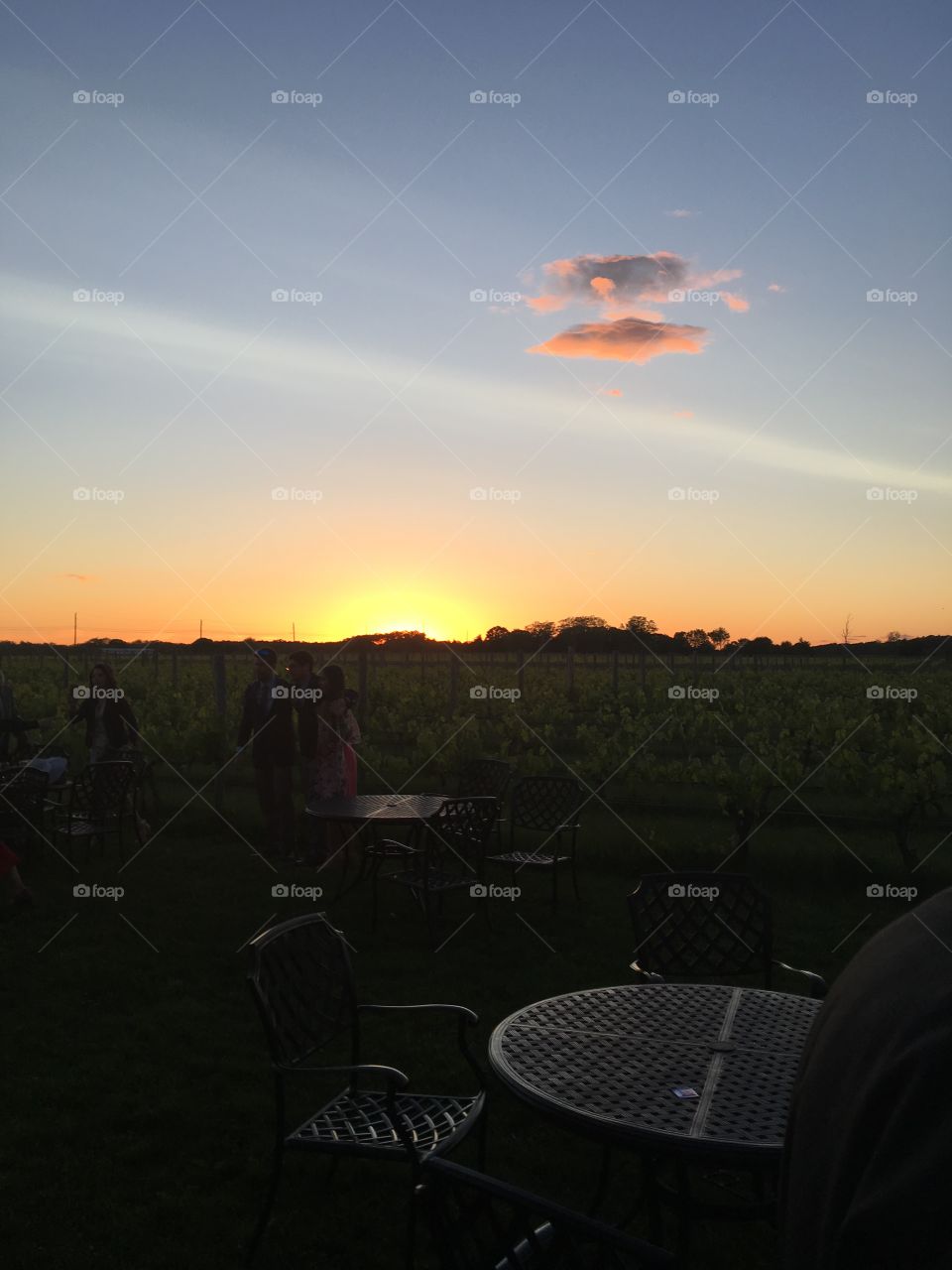 Sunset at the vineyard.