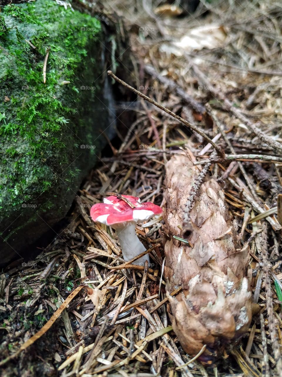 The red mushroom and the pinecone