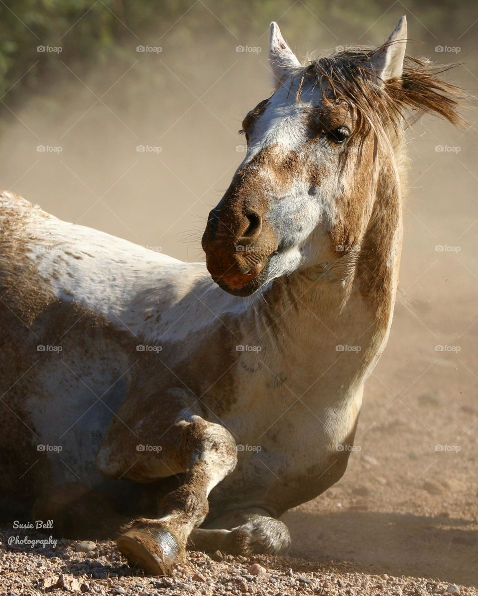 From River to Dust Bath