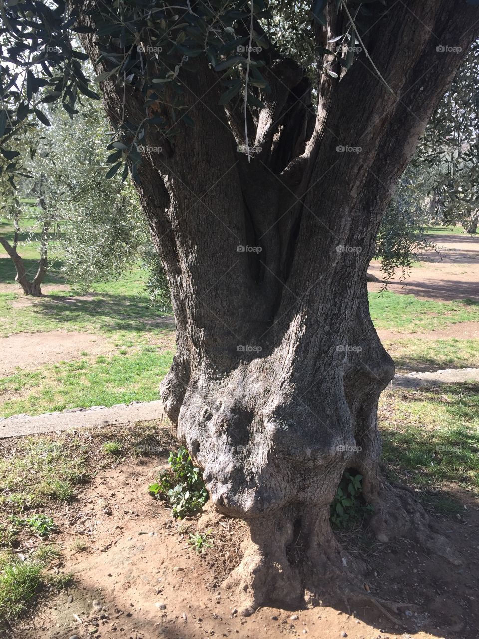 From the olive seed grows....