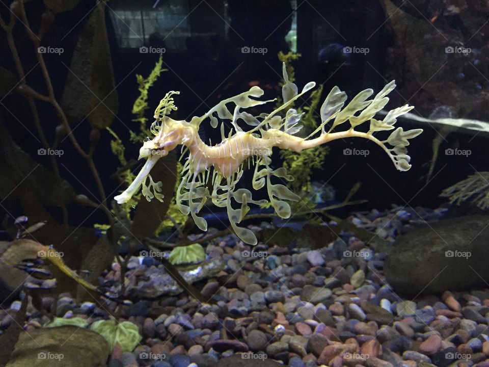 Swimming seahorse 