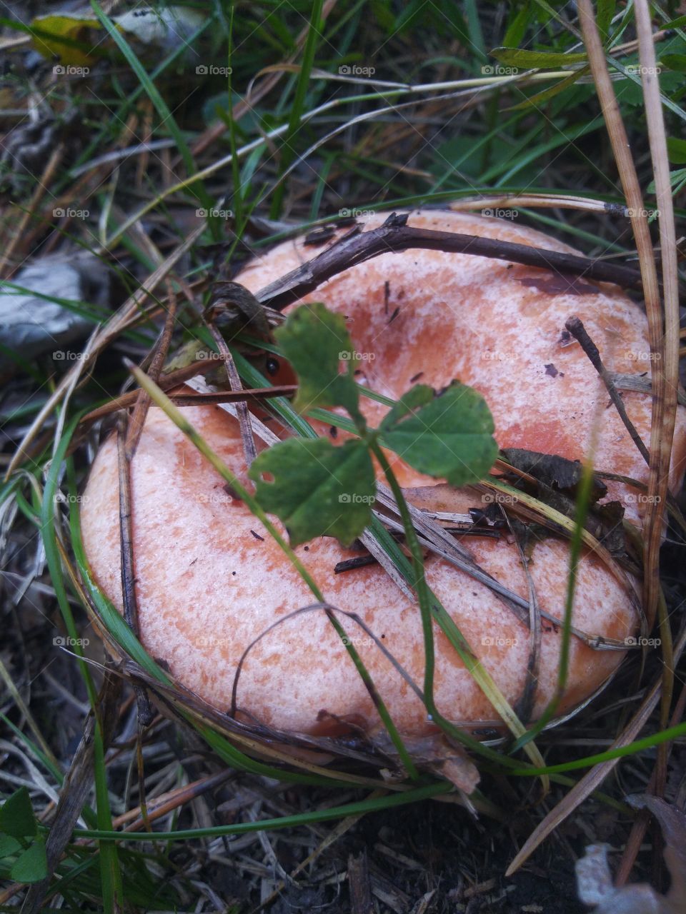 mushroom