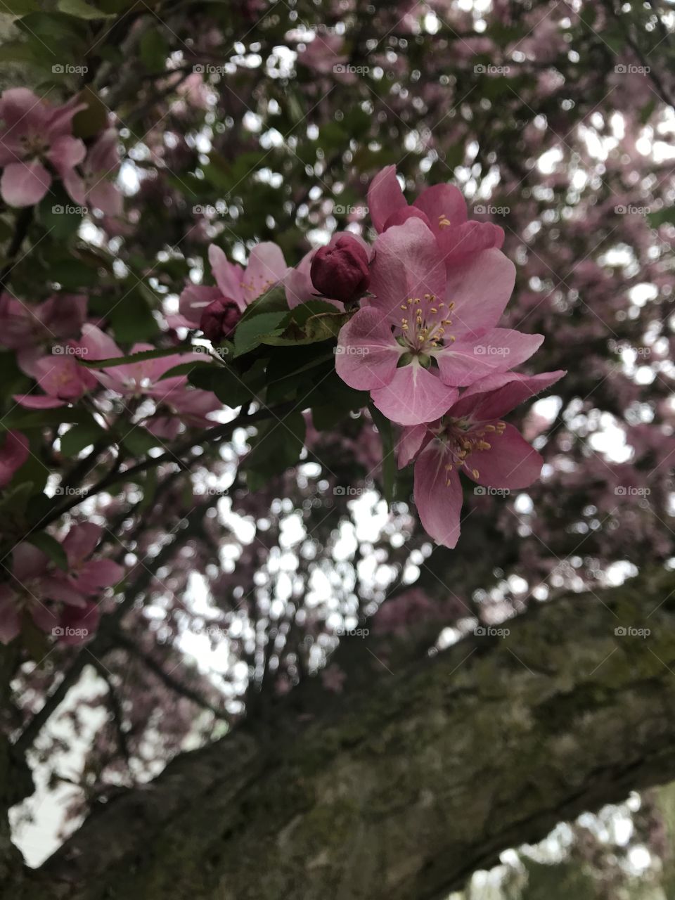 Pink flowers on a tree in spring 