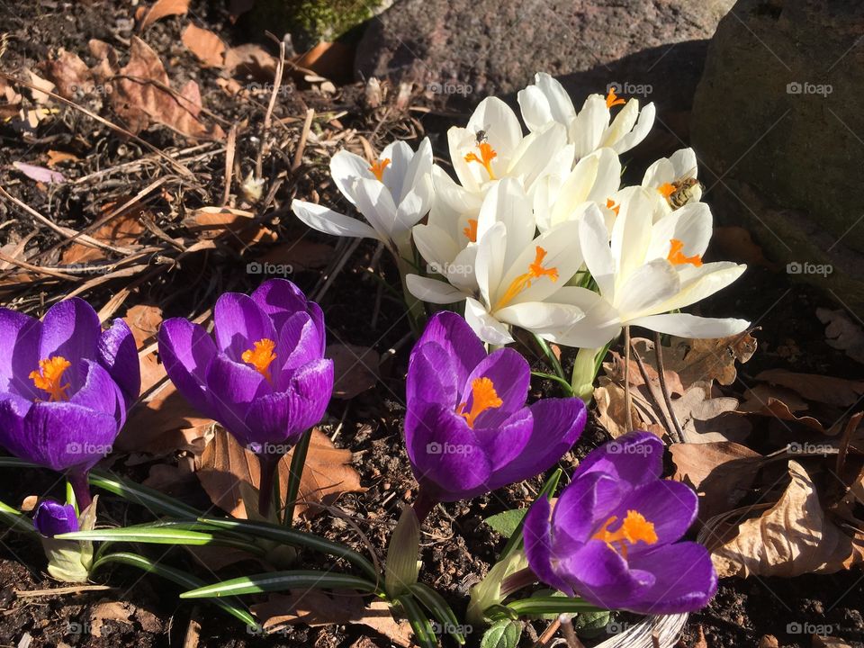 Lovely spring flower