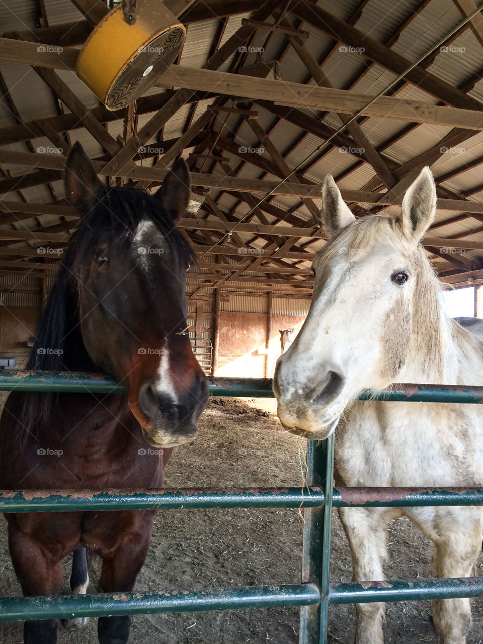 My two 4 legged babies, gray Percheron mare, June and bay gelding Smokey, waiting for me to get them some hay! They are total sweethearts! 