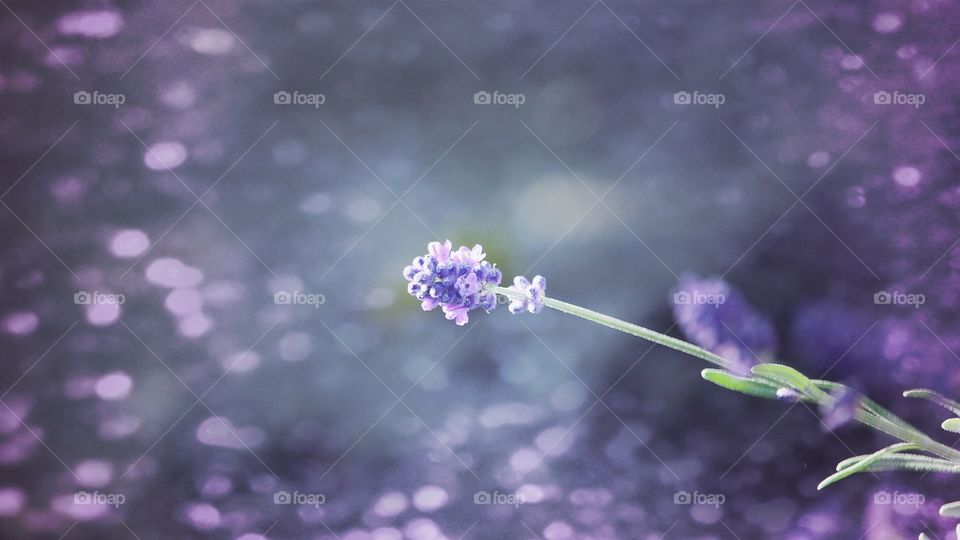 Lavendel 