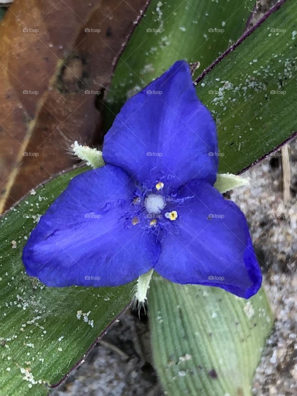 Found a small, deep blue flower on our run/workout through the acres the other night on the ranch in Texas! Not sure of its name, but love it’s color and three petals!