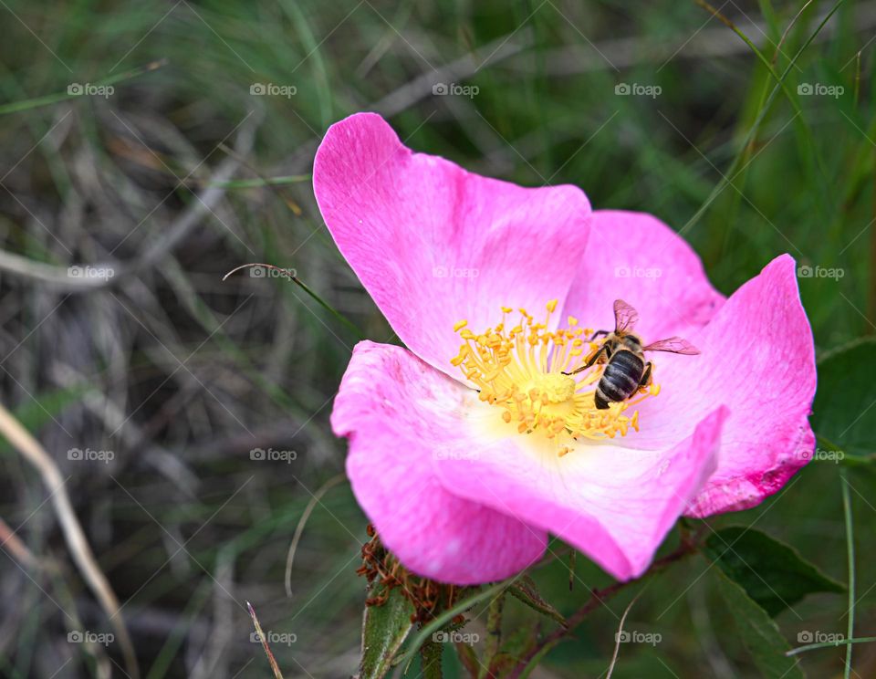 the diligent bee collects pollen