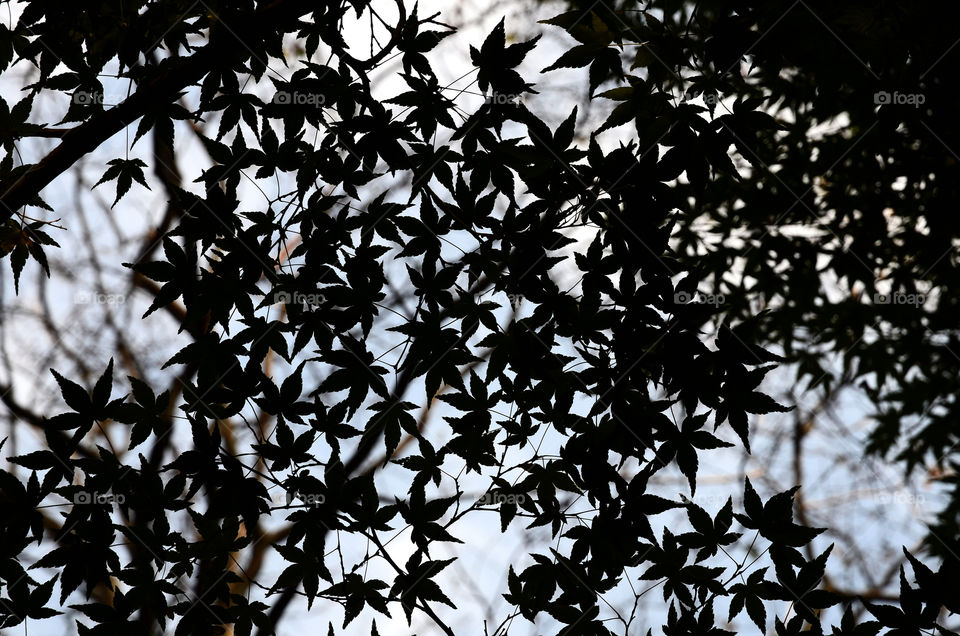 Silhouette of Japanese acer leaves