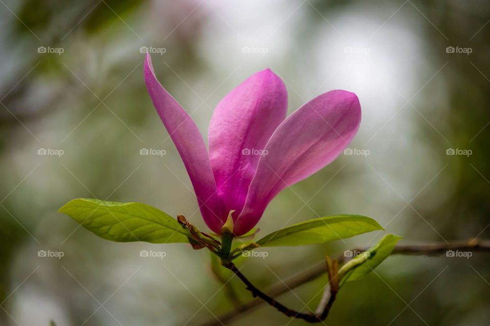 Spring descends upon us. A beautiful bloom of a saucer magnolia opens its delicate petals to the sun. Crowder Park, Apex, NC. 