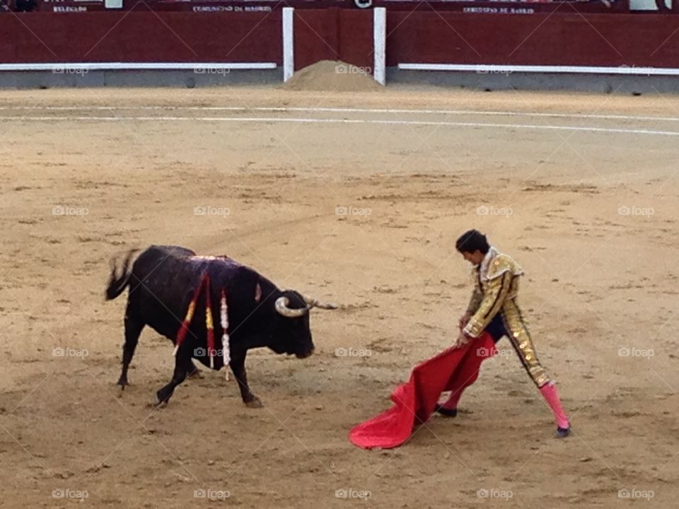 Bullring, Bullfighter, Bull, Courage, Cape