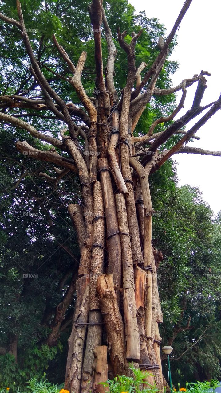 Wooden tree at Cubbon Park