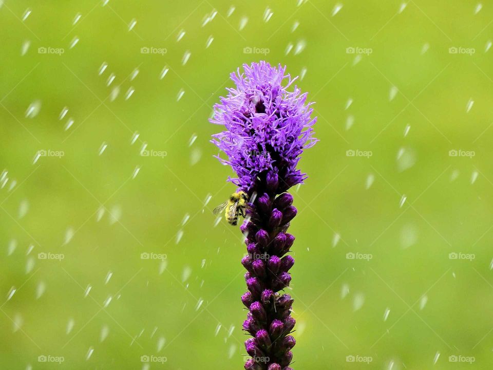 bee in the rain