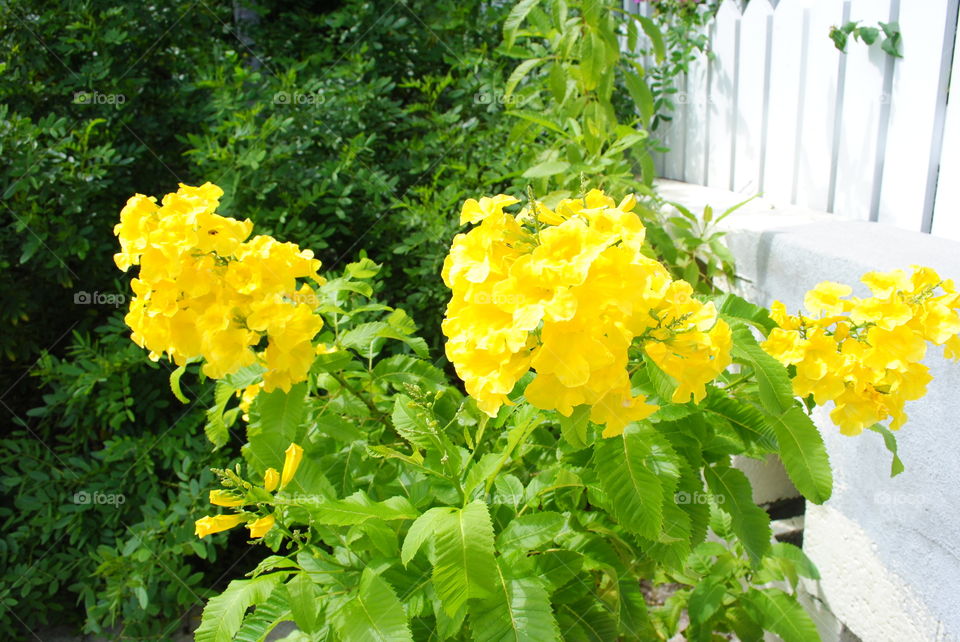 Yellow flowers growing on plant