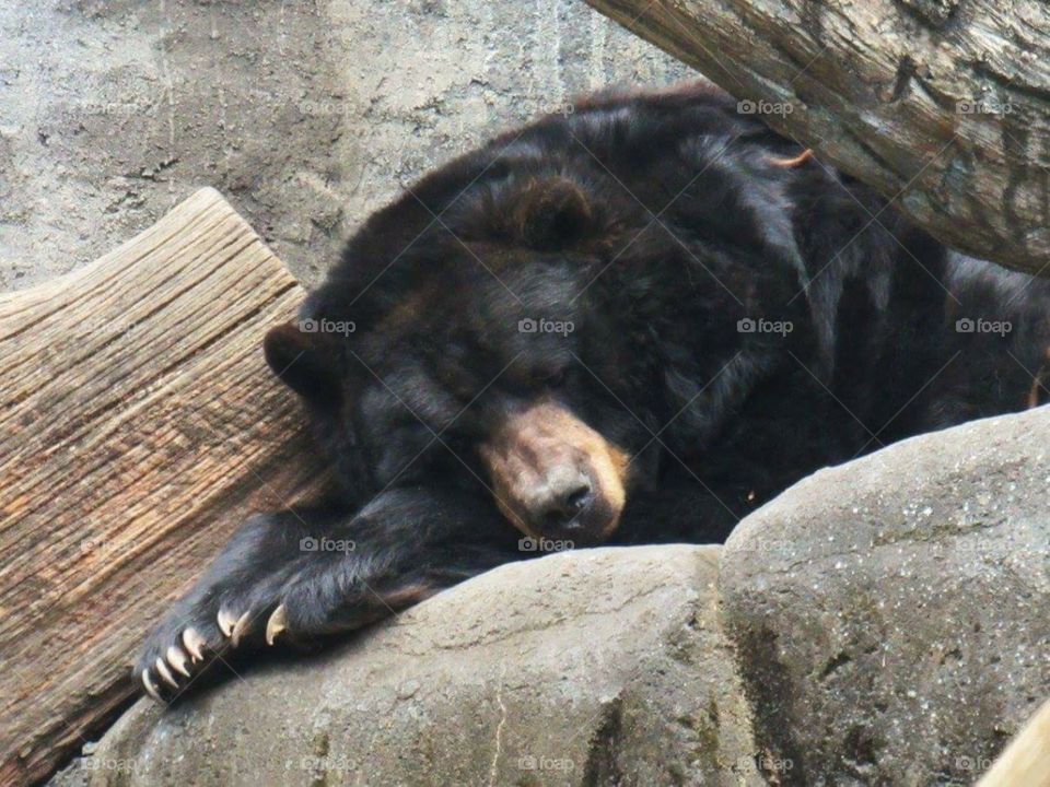 Animal- sleeping bear