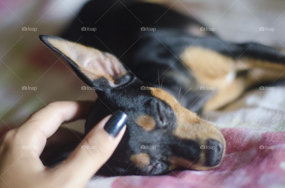 Woman petting her dog 