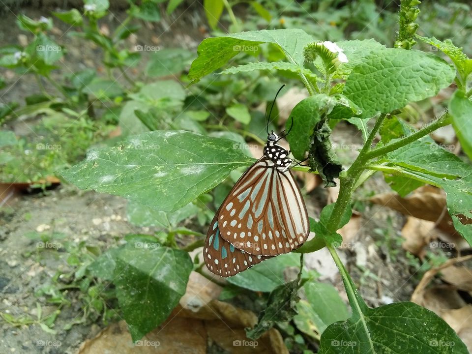 A butterfly on leaf