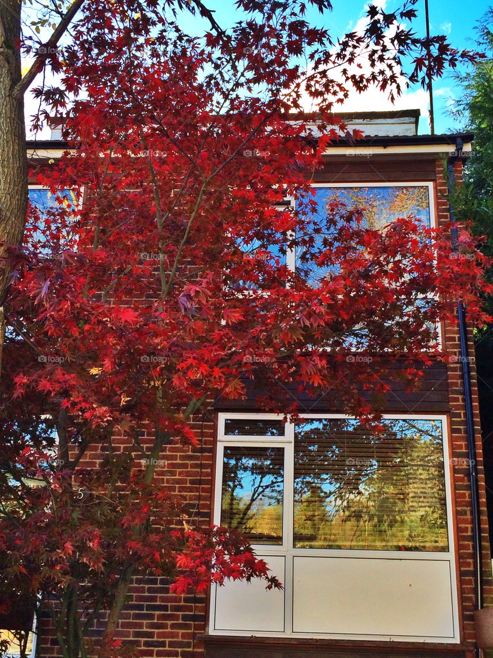 Windows with red maple tree. Windows with red maple leaves