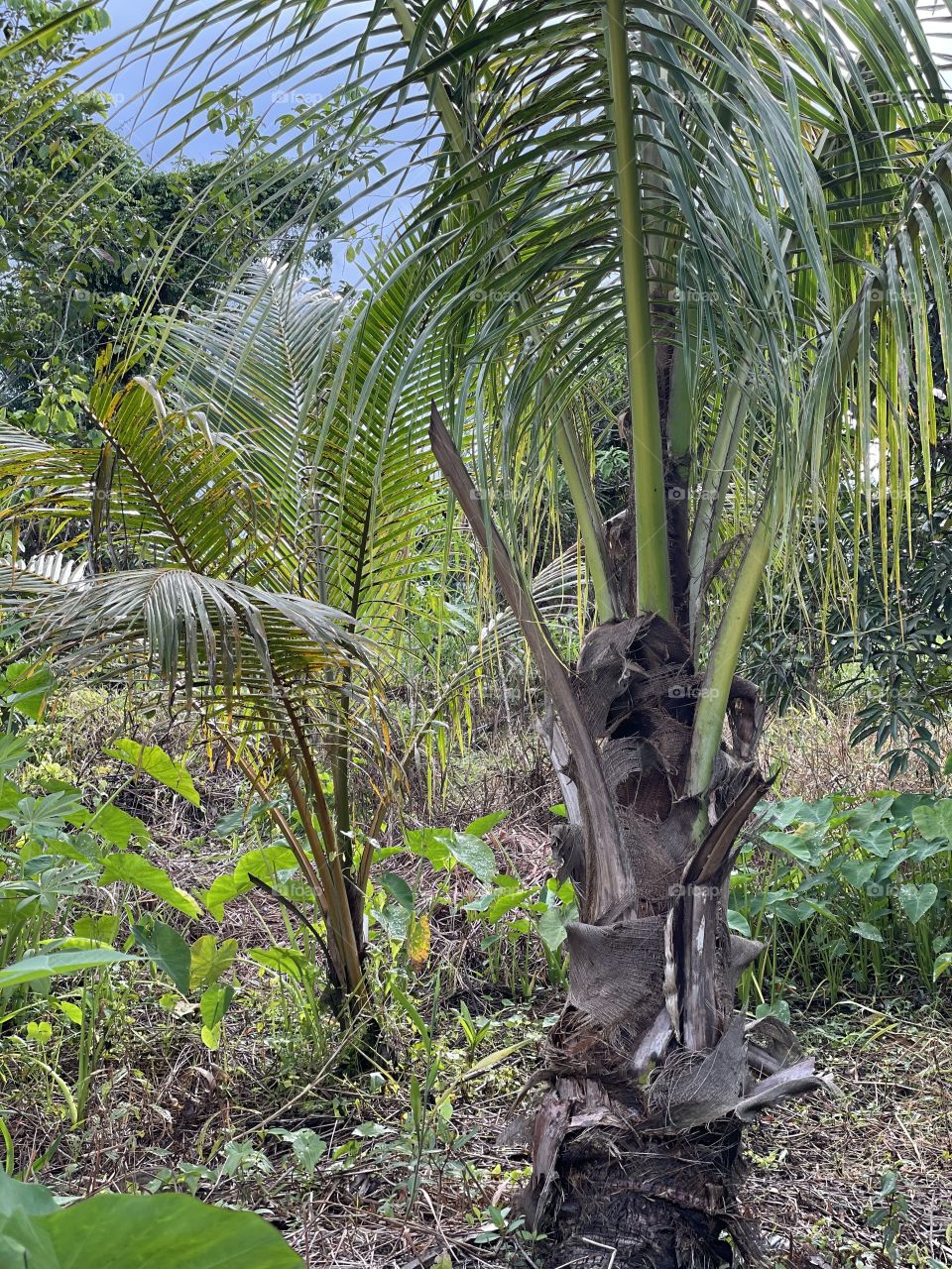 cannot wait for growing coconut tree