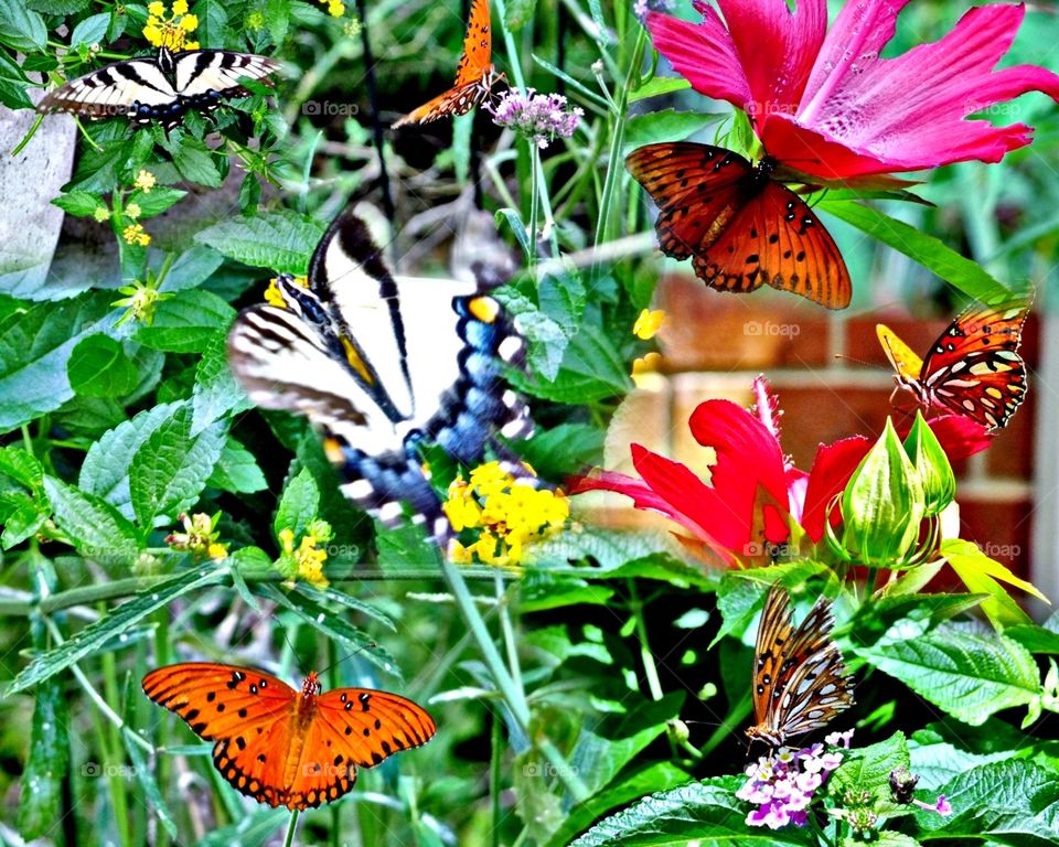 Butterfly collage