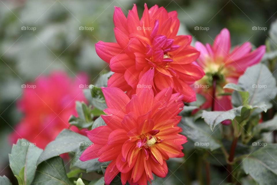 Reddish flowers