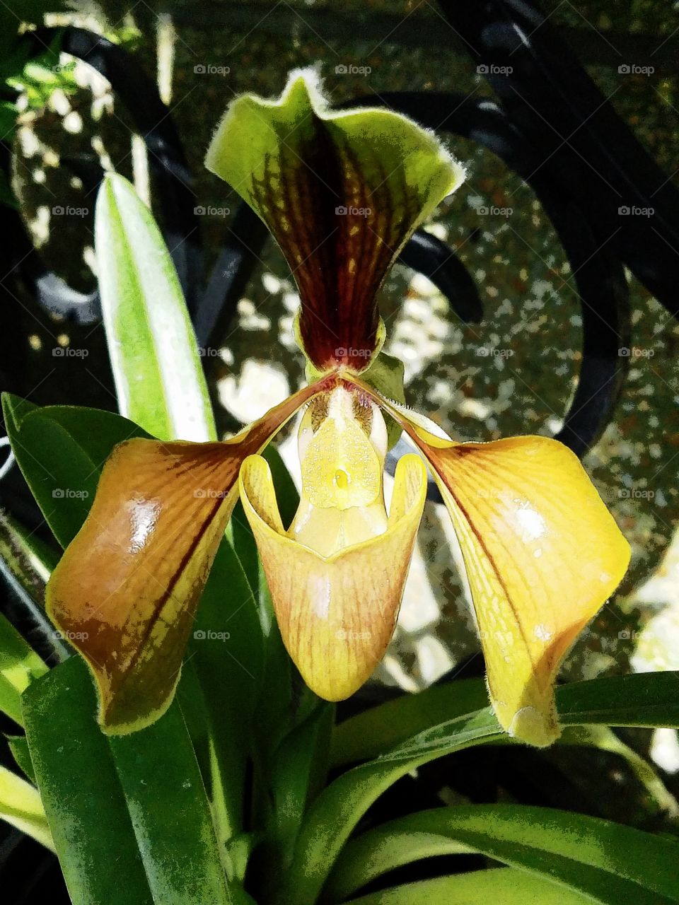 Sinister Orchid