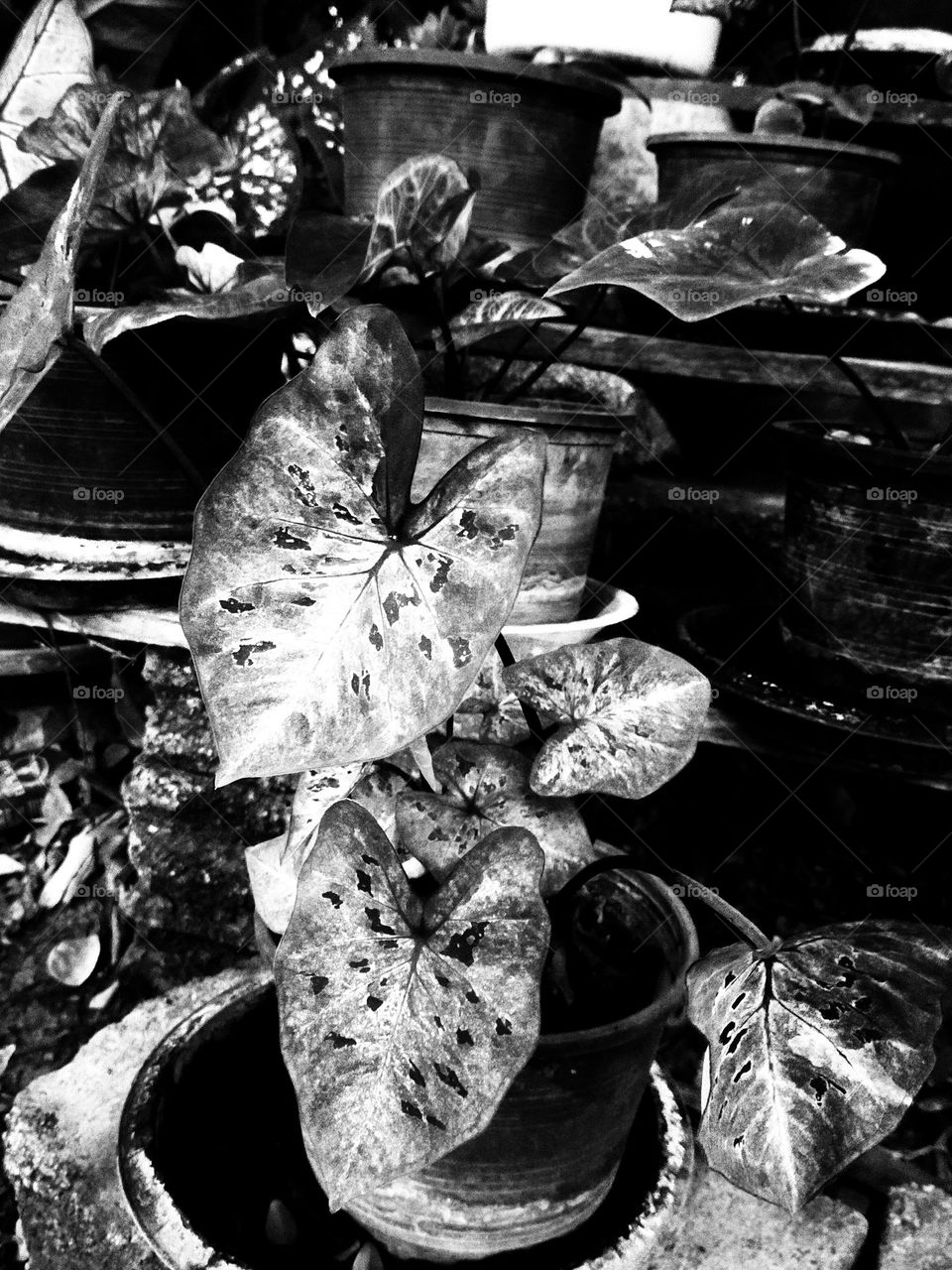 Flowers, plants, including wood grains that have different colors.