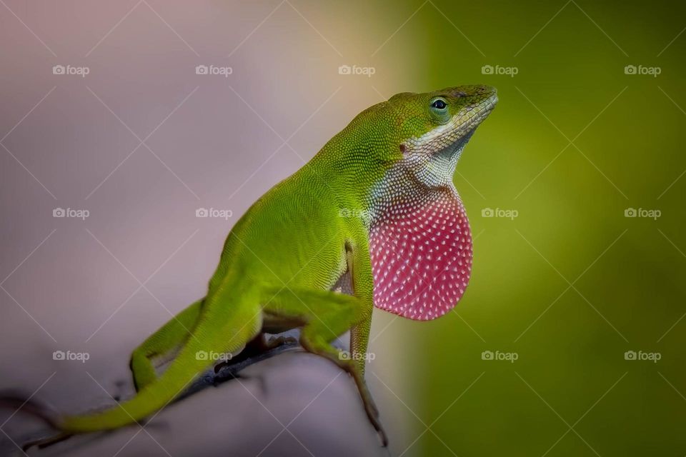 A male Carolina Anole expands his strawberry-red dewlap to full display. 