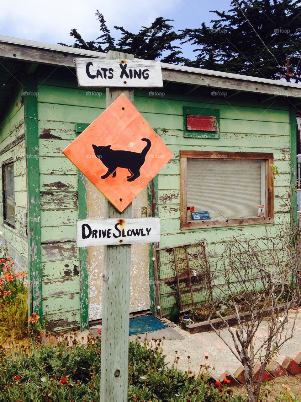Cat Crossing. Traffic sign for cats in Moss Landing, CA