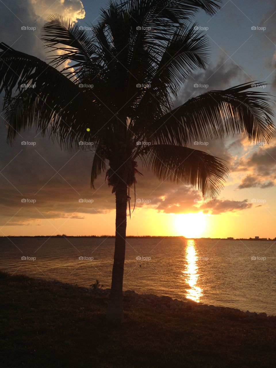 Sunset palm