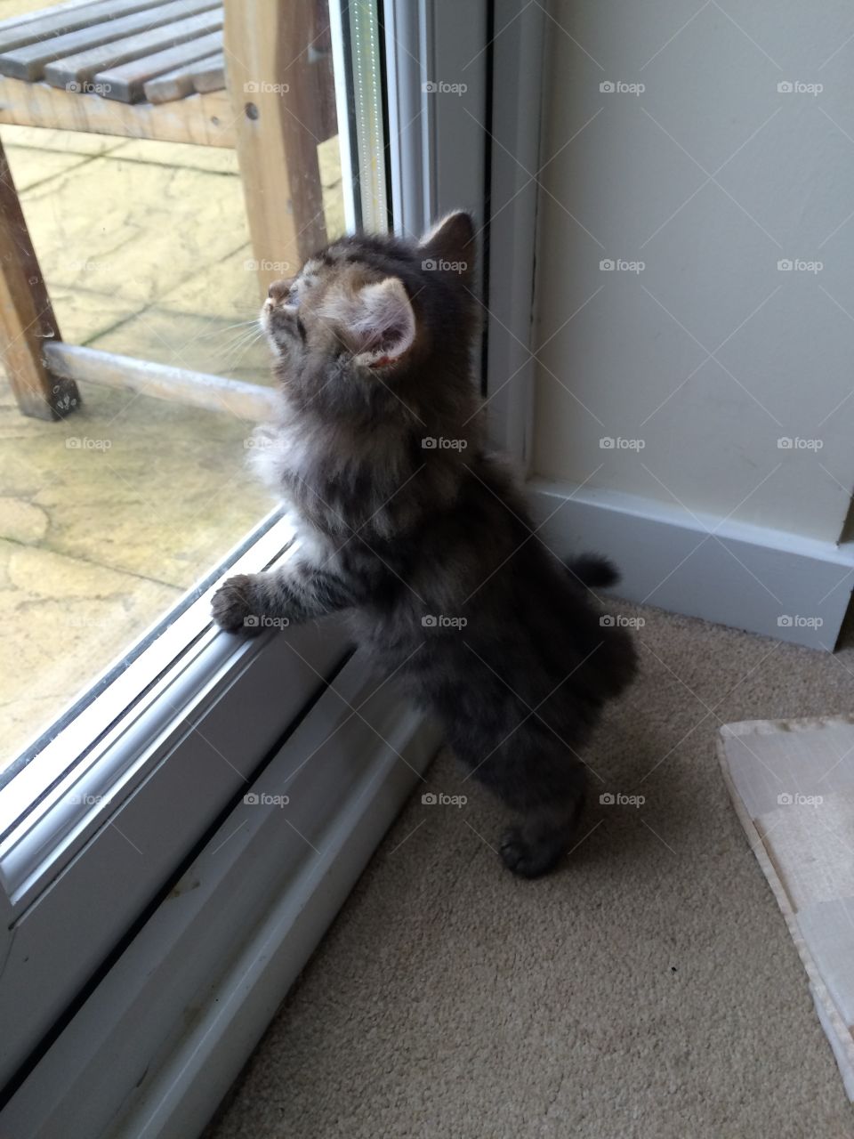 Maine coon tabby lynx kitten longing to see the outside world.