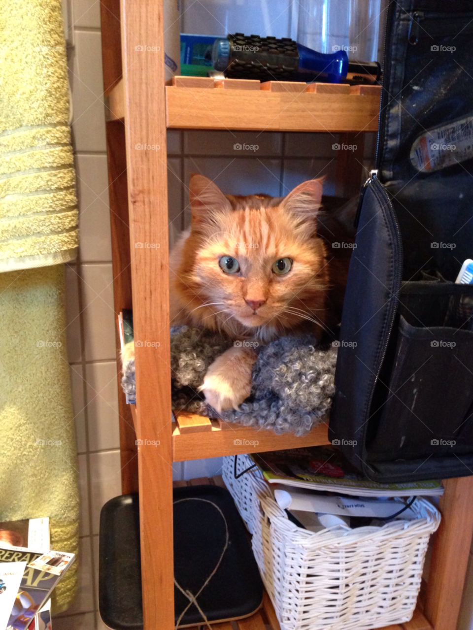 cat katt husdjur pet by MagnusPm