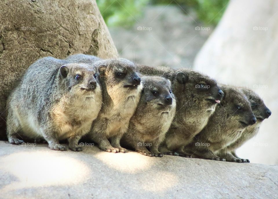 Pack of six rock hyrax sitting together in funny manner 