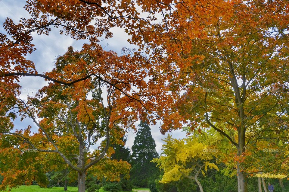 Fall, Leaf, Tree, Maple, Season