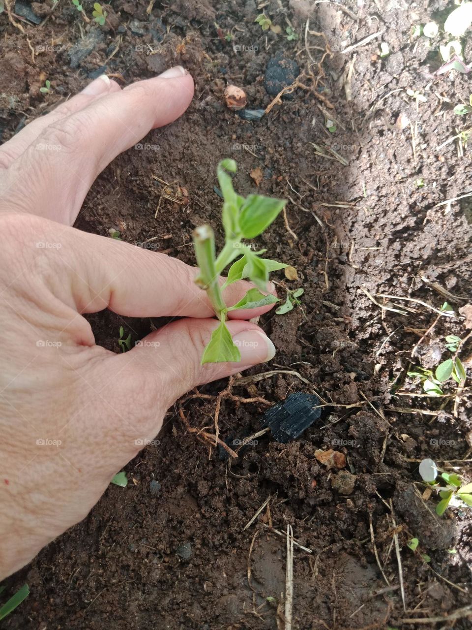 Holding a basil stalk just pruned to plant