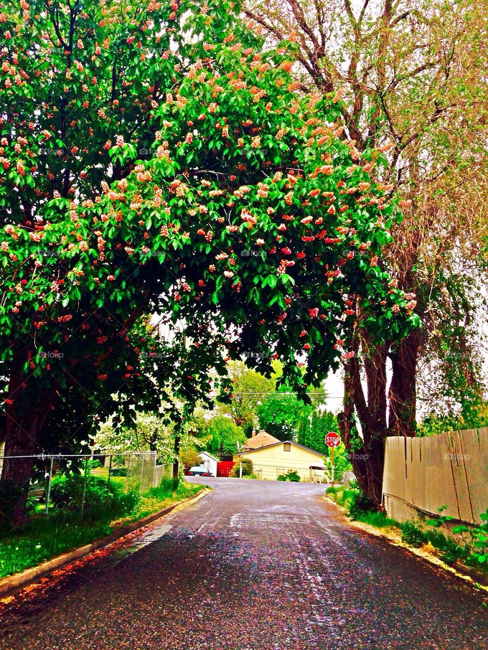 Blooming trees on street