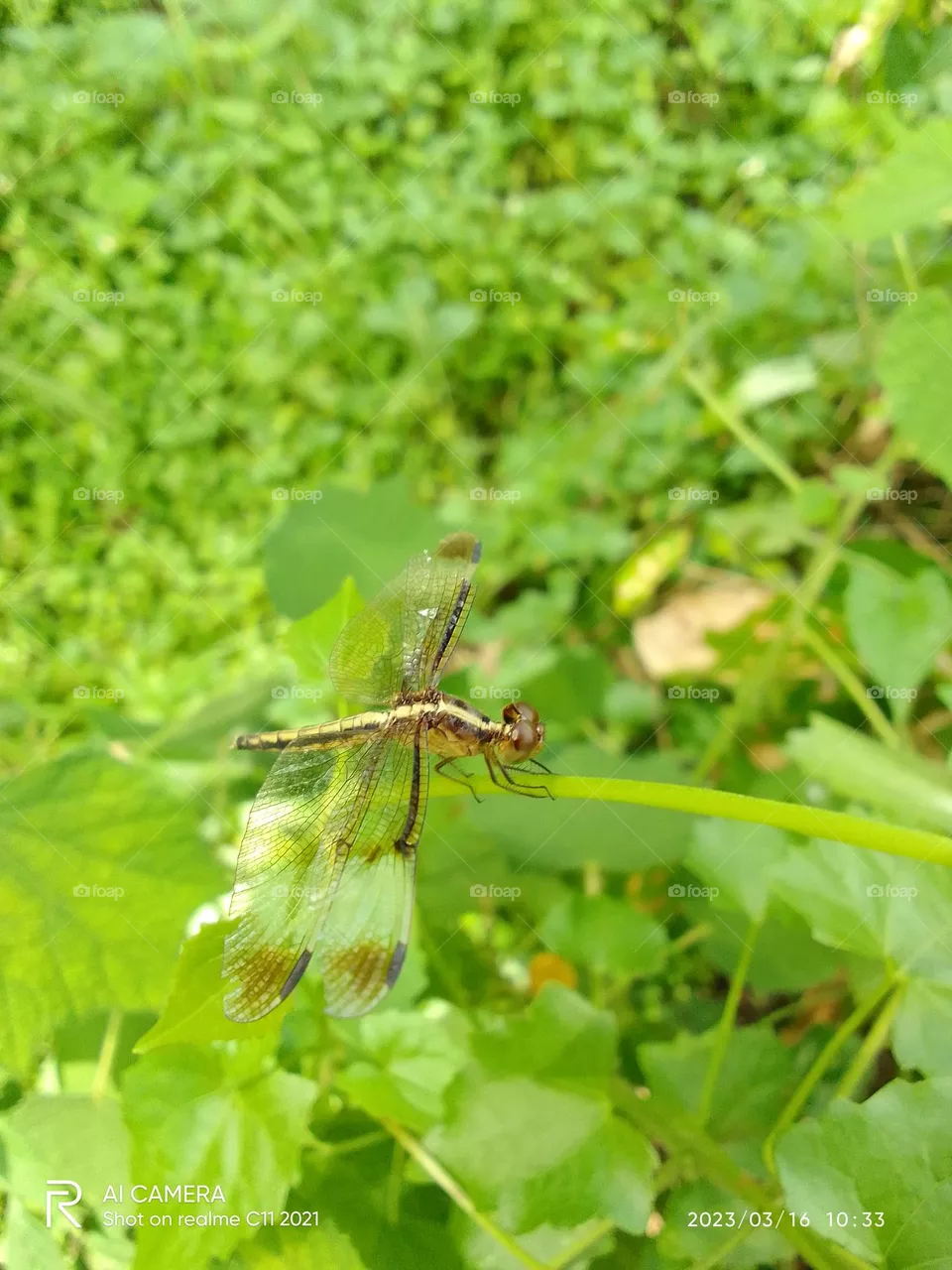 Drogonfly