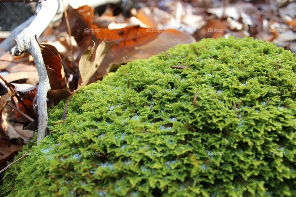 close up of moss with ice on it and leaves in background