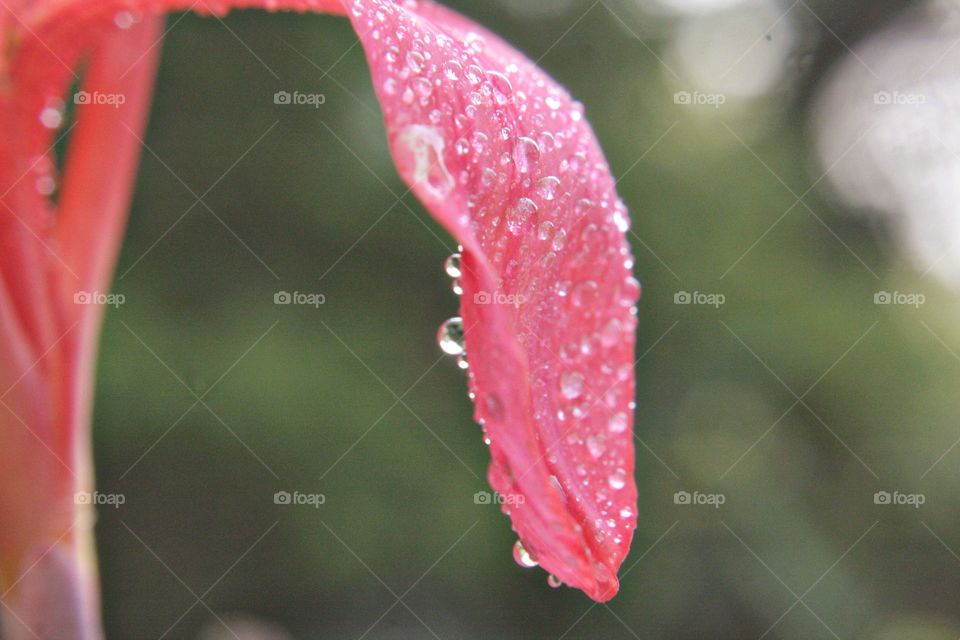 Pink flower with dewdrop's blossoming