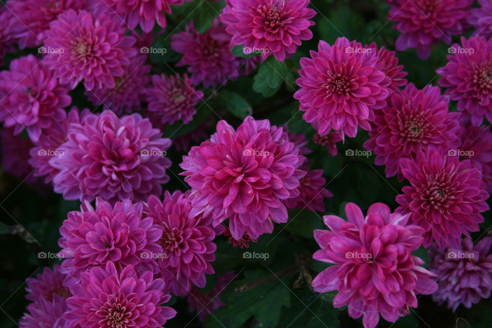 Fall Mums