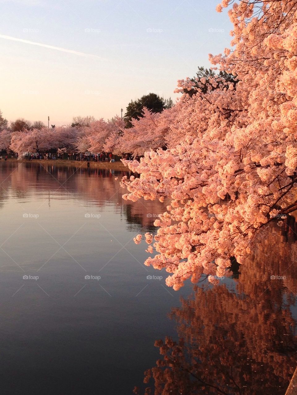Cherry Blossoms 2014