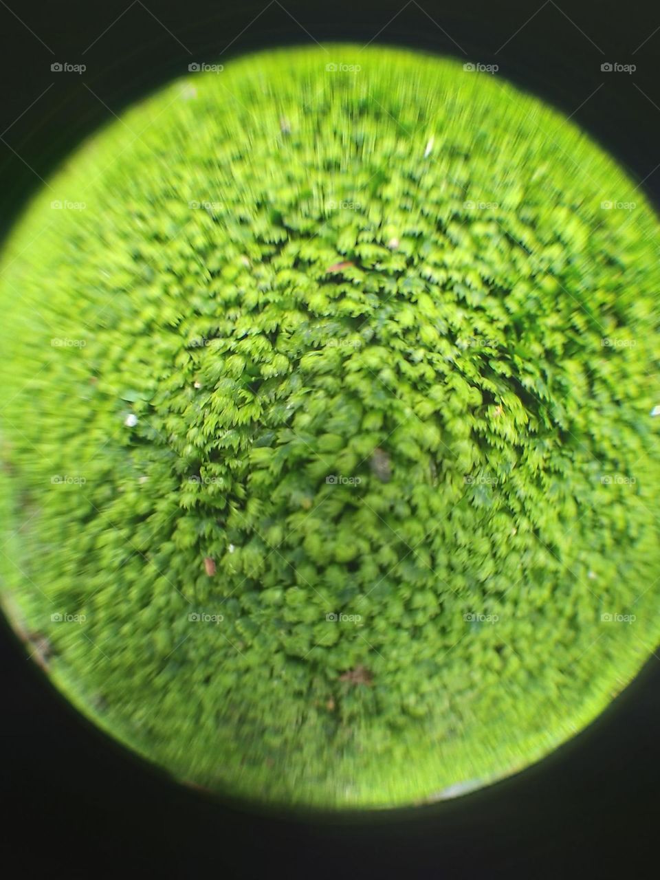 The natural green color of moss to celebrate Earth Day.  Photo using fish eye 198 lens.