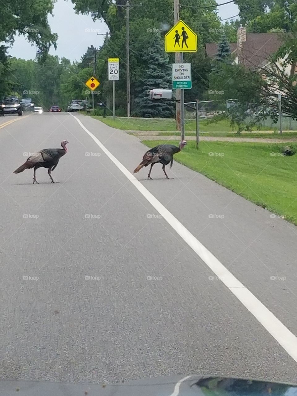 Turkeys rule