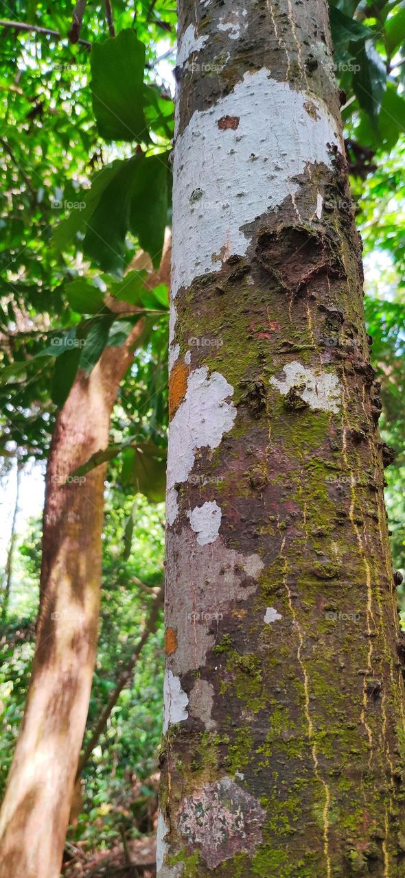 What we normally seen on tree's skin were brown/ wooden colour. Here have an eye catching where The Fungus/diseases on the tree's skin add colours to it and make it colourful.