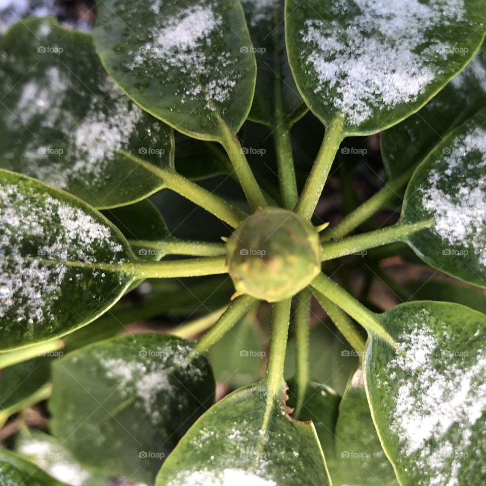 Rhododendron in winter with snow on the leaves