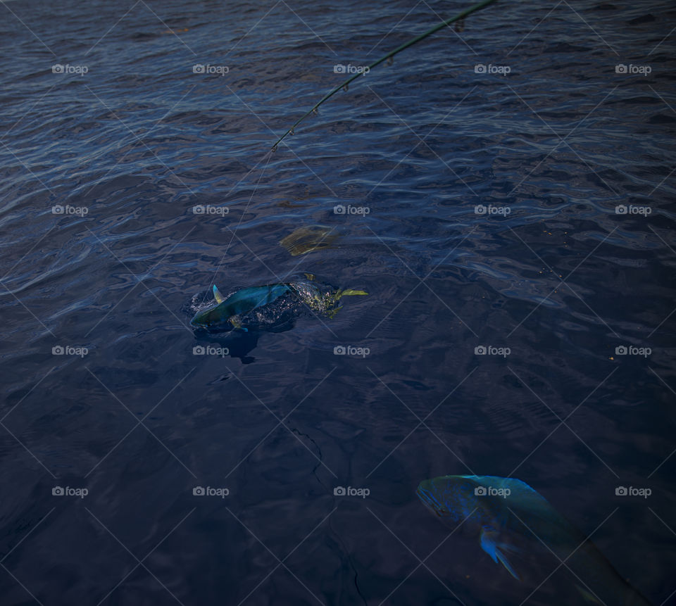 Mahi Mahi Hooked up